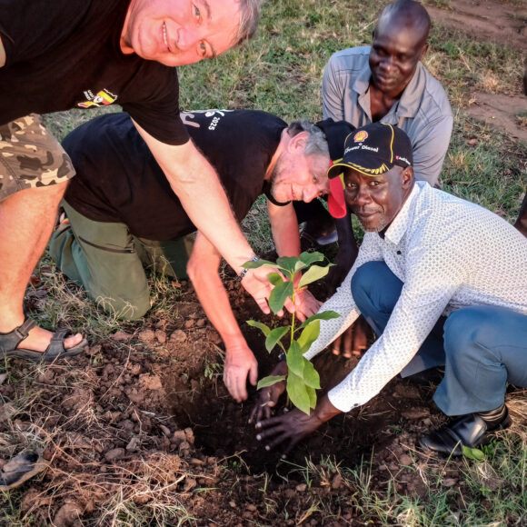 Caring for the young trees